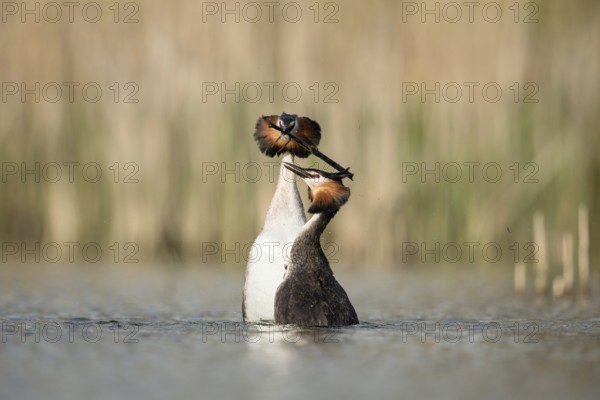 Penguin dance... Great Crested Grebe (Podiceps Scalloped ribbonfish) in courtship, characteristic