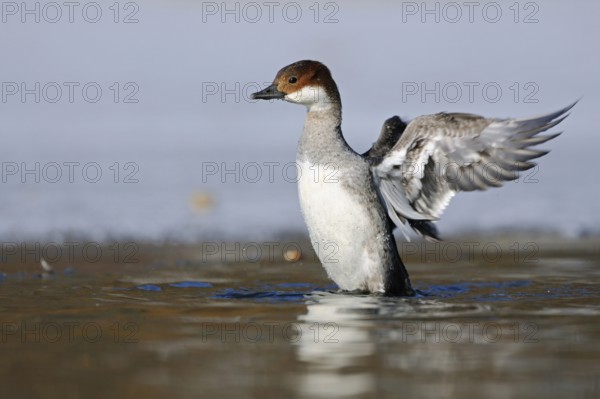 Rare winter visitor... Red-breasted Merganser (Mergellus albellus) rearing up, flapping its wings,