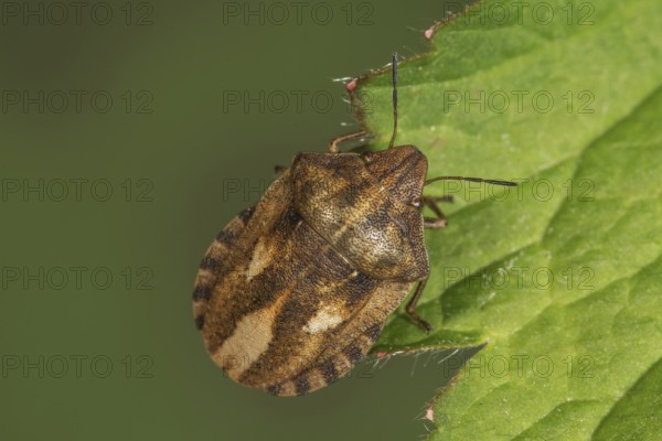 Tortoise bug (Eurygaster testudinaria) sitting on leaf edge in natural environment,