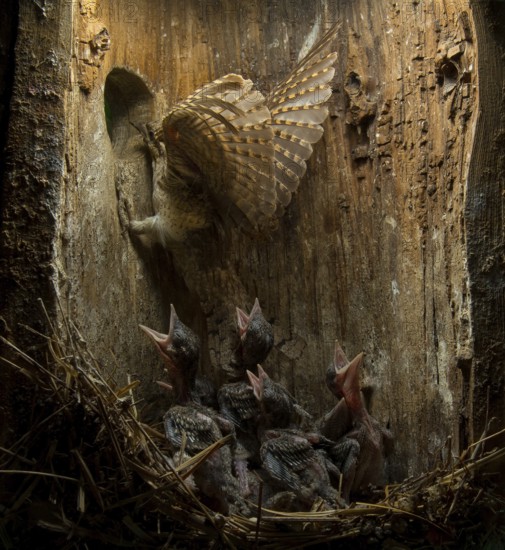 Eurasian Wryneck (Jynx torquilla) feeding chicks in nesting box, Saxony, Germany
