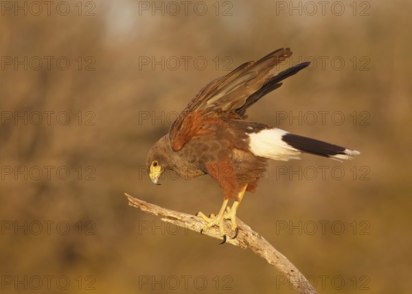 Harris's Hawk (Parabuteo unicinctus), Texas, USA