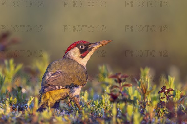 European Green Woodpecker (Picus viridis) male perched on the ground, North Rhine-Westphalia,
