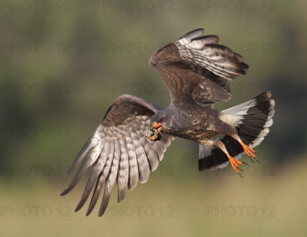 Snail Kite (Rostrhamus sociabilis) male flying with snail in its beak, Florida, USA
