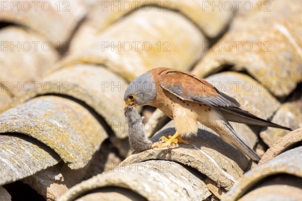 Lesser Kestrel (Falco naumanni) male on a roof with mouse prey in its beak, Castile-La Mancha,