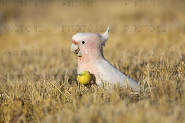 Major Mitchell's Cockatoo (Lophochroa leadbeateri) feeding on a Paddy melon (Cucumis myriocarpus),