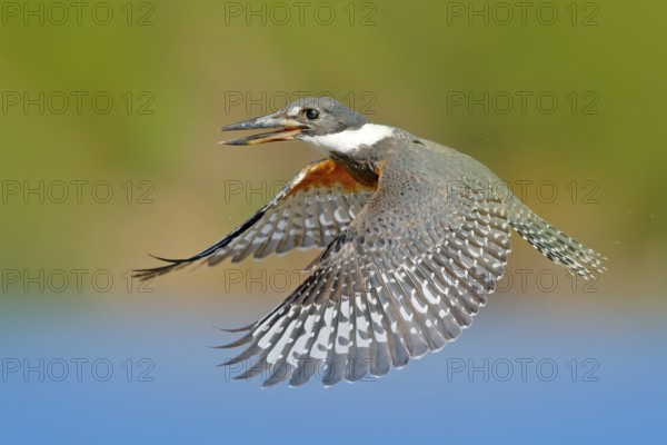 Falcon, green moss stone. Bird of prey Peregrine Falcon sitting on the stone with orange autumn