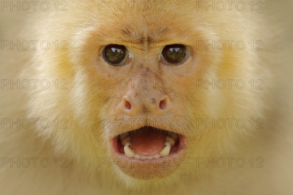 Close-up detail of monkey face. White-headed Capuchin, black monkey sitting on tree branch in the