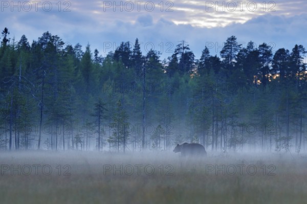 Foggy forest with brown bear in fog. Bear hidden in forest. Autumn forest with animal. Beautiful