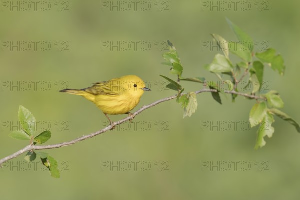 American Yellow Warbler (Setophaga aestiva) perched on a branch, Texas, USA