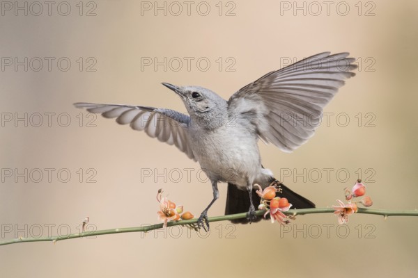 Blackstart (Oenanthe melanura) perched on a twig, Eilat, Israel