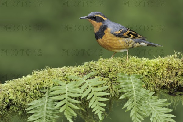 Varied Thrush (Ixoreus naevius), British Columbia, Canada