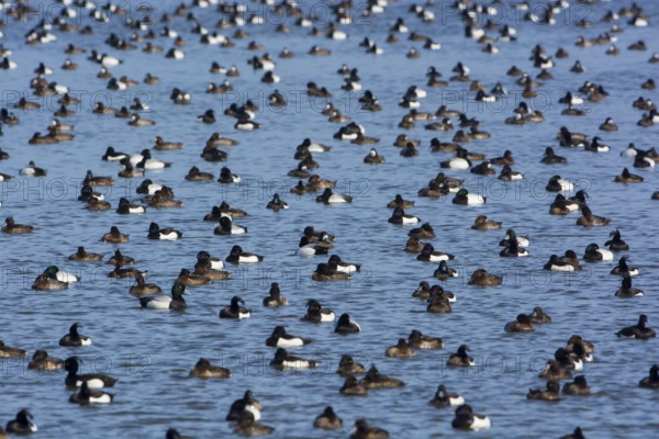 Greater Scaup & Tufted Duck (Aythya marila & Aythya fuligula) huge group on a lake,