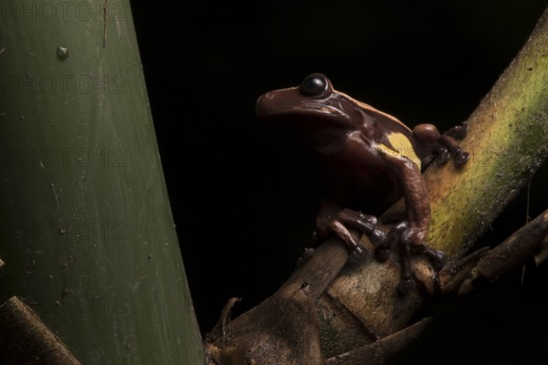A very rare Chocolate frog in Ecuador. This species spends its entire leaf inside and around native