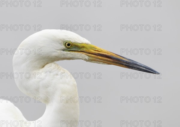 Great Egret (Ardea alba), Hortobagy, Hungary