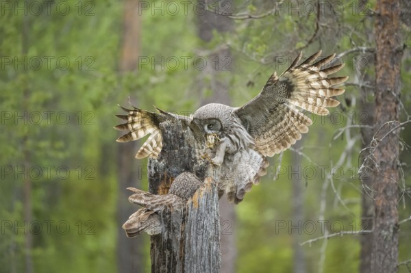 Great Grey Owl (Strix nebulosa) male landing on nest with little bird prey in beak, Suomussalmi,