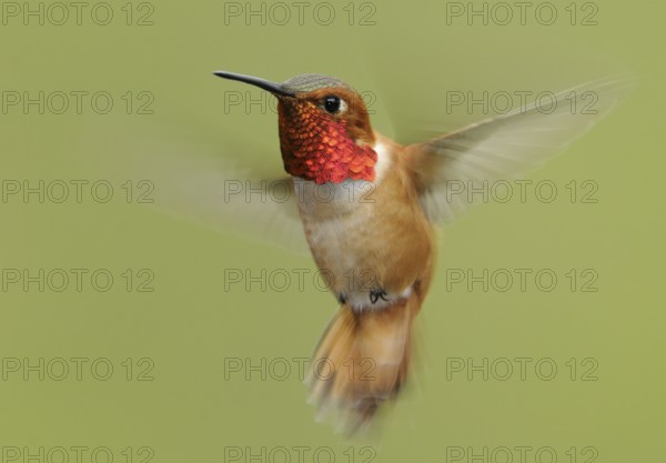Rufous Hummingbird (Selasphorus rufus) male, British Columbia, Canada