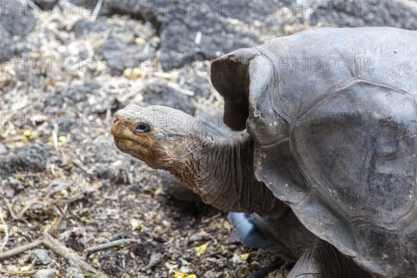 Giant tortoise (Chelonoidis nigra), Santa Cruz, Galapagos, Ecuador
