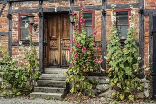 Hollyhocks (Alcea rosea) at a gate in a half-timbered house facing the street in Ystad, Skåne