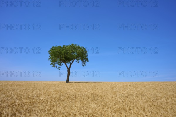 A lonely tree in a large wheat field in front of a bright blue sky, summer, Mainfranken, Bavaria,