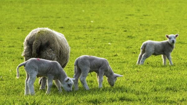 Sheep and farm in Lake District National Park, Coniston Water, Cumbria, England, United Kingdom
