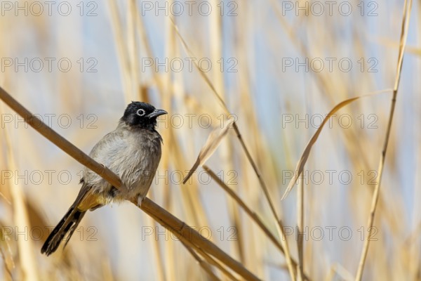 Gelbsteißbülbül, Yellow-vented Bulbul, White-eyed Bulbul, White-spectacled Bulbul, Pycnonotus