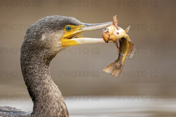 Great Cormorant (Phalacrocorax carbo) with captured Black bullhead (Ameiurus melas) prey in beak,