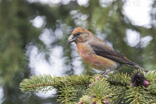 Common Crossbill - Fichtenkreuzschnabel - Loxia curvirostra ssp. tianshanica, Kyrgyzstan, adult