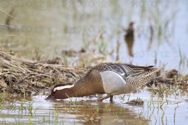 Garganey (Spatula querquedula) male, Mallorca, Spain
