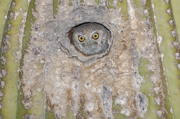 Elf Owl (Micrathene whitneyi) peering from nest hole in Saguaro cactus (Carnegiea gigantea),