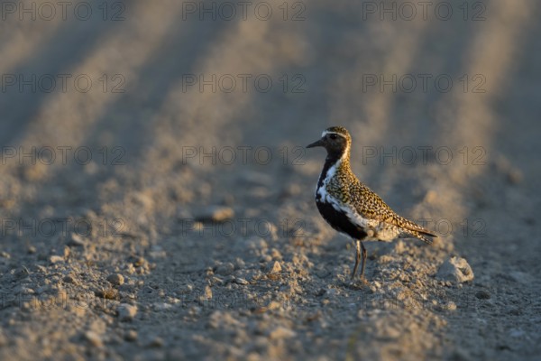 European Golden Plover (Pluvialis apricaria) perched on field, Netherlands