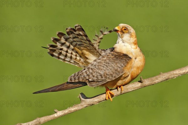 Red-footed Falcon, Falco vespertinus, bird sitting on branch with clear green background, cleaning