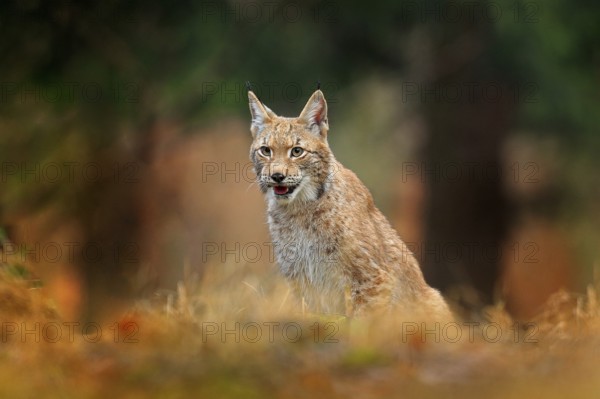 Hunting Eurasian Lynx in green forest. Portrait of cute young cat. Wildlife scene from European