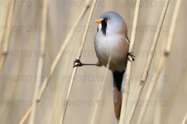 Bearded Reedling (Panurus biarmicus) male perched in reedbed, Mecklenburg-Western, Pomerania,