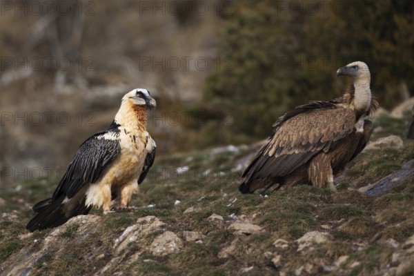 Bearded Vulture (Gypaetus barbatus), Pyrenees, Spain