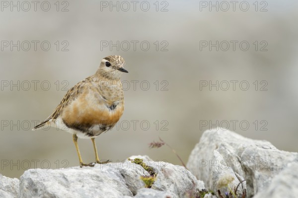 Eurasian Dotterel (Charadrius morinellus), Grisons, Switzerland