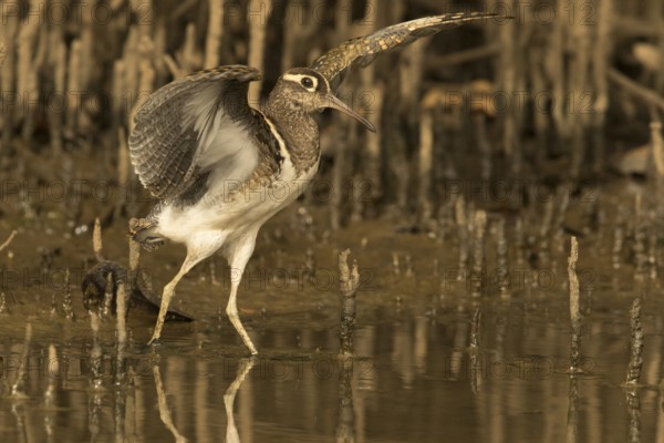 Greater Painted-snipe (Rostratula benghalensis), Gambia
