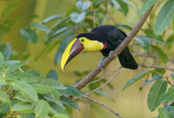 Black-manabilled Toucan (Ramphastos ambiguus) - at Laguna Lagarto Lodge near Boca Tapada, Costa