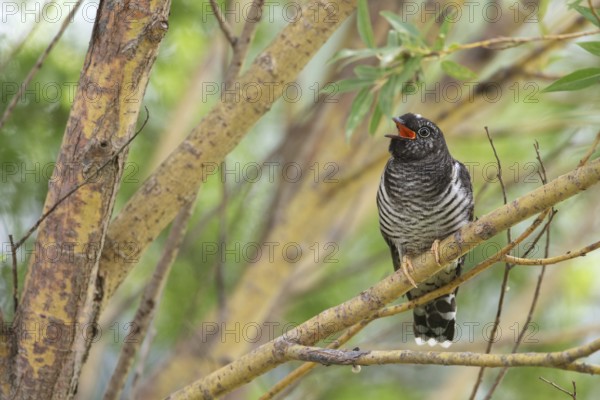 Common Cuckoo (Cuculus canorus) juvenile near the nest of an Eurasian Reed Warbler, Saxony-Anhalt,