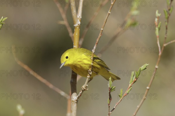 American Yellow Warbler (Setophaga aestiva) male, Hawaii, USA
