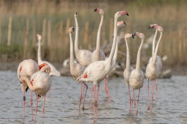 A group of flamingos in full courtship display in a wetland habitat on a clear day. The scene