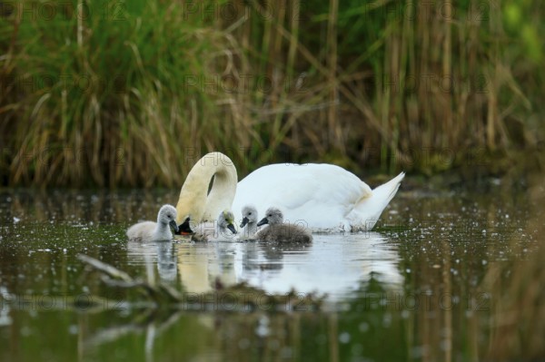 A swan feeding its chicks in the water, surrounded by green vegetation, Mute Swan, (cygnus olor),