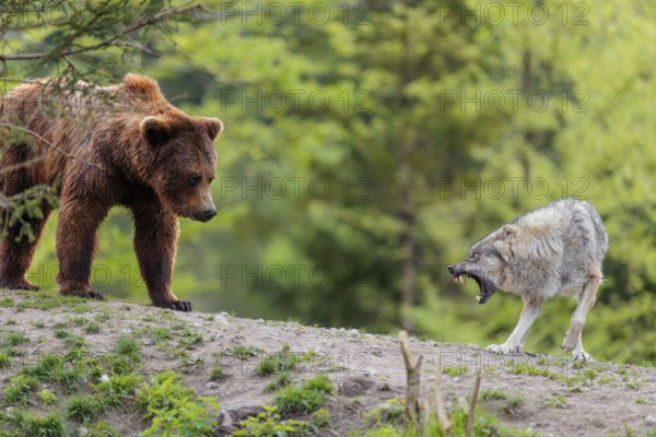 A Eurasian gray wolf (Canis lupus lupus) encounters a European brown bear (Ursus arctos arctos) in