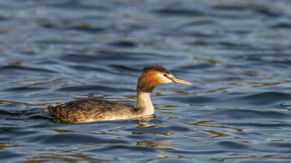 Great crested grebe (Podiceps scalloped ribbonfish) swimming on a lake, Reintaler See, Breitenbach,