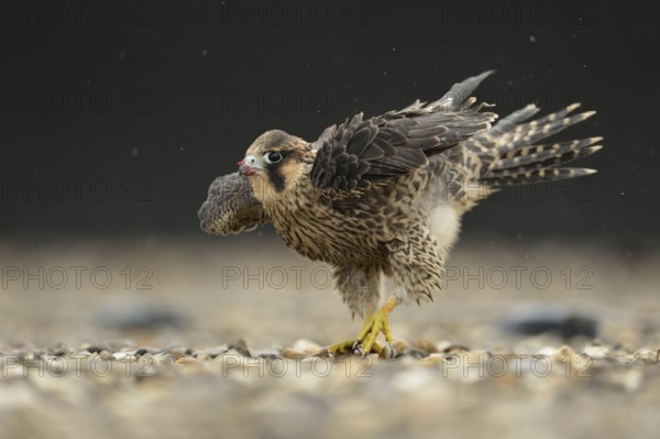 Rain dance... Peregrine falcon (Falco peregrinus), native bird of prey, young falcon, fledged young