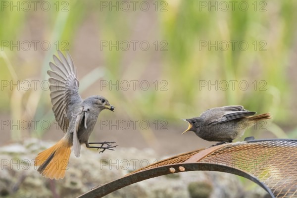 Female black redstart (Phoenicurus ochruros) approaching to feed a young bird on a wire mesh,