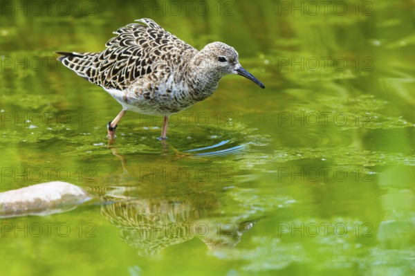 Bird in the green reflected in calm water, ruff (Calidris pugnax, Syn.: Philomachus pugnax),