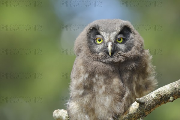 Great horned owl (Aegolius funereus), young bird sitting on a branch, Rothaargebirge, Rothaarsteig,