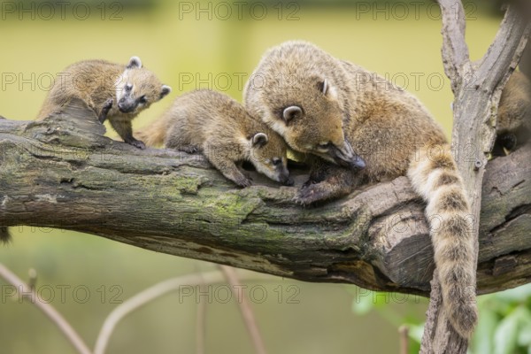 South American coati (Nasua nasua) mother with its youngsters on an old tree trunk, captive, Zoo