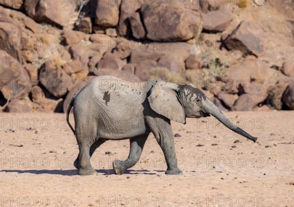 Juvenile African elephant (Loxodonta africana), desert elephant, near the Hoanib River, Damaraland,