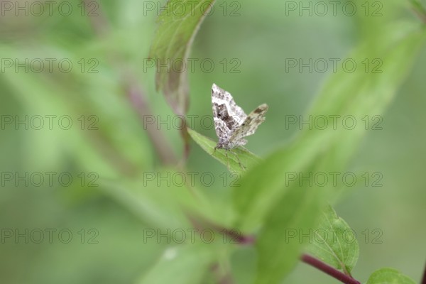 Grey-banded lacewing (Epirrhoe alternata), moth, leaves, The butterfly sits hidden on a leaf in the